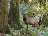 Buy Roosevelt Elk (Cervus Elaphus Rooseveltii) Females, Hoh Rainforest, Olympic National Park at AllPosters.com