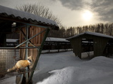 A Fox Bred Through Generations to Be as Human-Friendly as Dogs