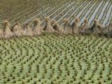 Bound Together Rice Stalks Between Paddies of Rice Plants
