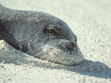 Buy An Endangered Hawaiian Monk Seal Napping on the Beach at AllPosters.com