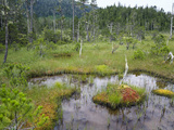 Buy Muskeg Bog with Ponds, Mitkof Island, Southeast Alaska at AllPosters.com