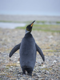 A Rare Melanistic Black King Penguin on the Shore of Hercules Bay