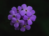 Buy Close Up of a Cluster of Purple Flowers at AllPosters.com