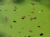 Buy Leaves Scattered Atop Duckweed Floating in the C and O Canal at AllPosters.com