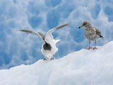 Buy Glaucous-Winged Gull (Larus Glaucescens) with Immature Herring Gull (Larus Argentatus) at AllPosters.com