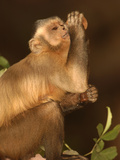 Brown Capuchin (Cebus Apella) Drinking from Piassava Palm (Attalea Funifera) Nut,, Brazil