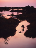 Buy A Marsh at Dawn with Canada Geese, Branta Canadensis at AllPosters.com