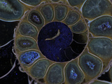 Upper Early Cretaceous Ammonite Fossil under Ultraviolet Light