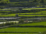 Scenic View of Rice Paddies