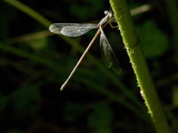 Buy A Damselfly Resting on a Twig at AllPosters.com