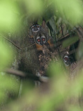 Buy Young Squirrel Monkeys, Saimiri Sciureus, Peek from a Tree Top Nest at AllPosters.com