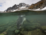 An Fur Seal Pup Plays in the Atlantic Ocean
