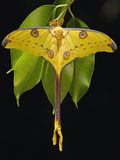 Madagascar Moon Moth or Comet Moth (Argema Mittrei) on Jamun (Eugenia Jambolana) Leaves
