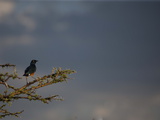 A Superb Starling, Lamprotornis Suberbus, Perched on a Tree Branch