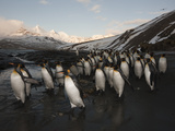 King Penguins Head to Sea to Feed