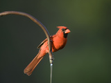 A Male Cardinal, Cardinalis Cardinalis, on a Water Spigot