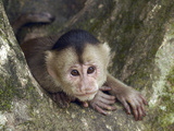 White-Fronted Capuchin (Cebus Albifrons), Puerto Misahualli, Ecuador