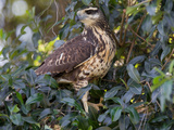 Great Black Hawk, Buteogallus Urubitinga