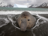 A Bull Elephant Seal in Fortuna Bay Rests in the Surf Zone