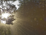 Sunlight Beams Through the Branches of an Evergreen Tree