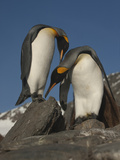 A Pair of Courting Adult King Penguins