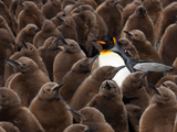An Adult King Penguin Searching to Find its Chick to Feed