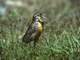 Buy An Eastern Meadowlark, Sturnella Magna, Singing in a Meadow at AllPosters.com