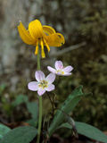 Buy A Trout Lily Growing Beside Spring Beauty Flowers at AllPosters.com