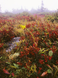 Buy Heath and Other Plants in Autumn Hues at AllPosters.com