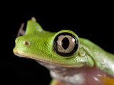 A Critically Endangered Lemur Leaf Frog (Hylomantis Lemur)