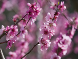 Almond (Prunus Dulcis) Trees Blooming, Provence, France