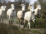 Camargue Horse (Equus Caballus) Group Running, Camargue, France