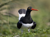 Portrait of a Magellanic Oystercatcher, Haematopus Leucopodus