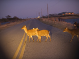 Buy A Small Group of Sika Deer in the Headlights of a Car at AllPosters.com