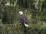 Buy Bald Eagle (Haliaeetus Leucocephalus), Inside Passage, Alaska at AllPosters.com