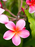 Blossoms of Plumeria, or Frangipani, Cultivated for Lei Garlands