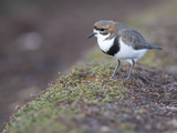 Portrait of a Two-Banded Plover, Charadrius Falklandicus