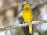 A Golden Warbler, Dendroica Petechia Rufivertex, on a Branch