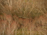 Willows in Winter Without Leaves in the Creek Bottom of Deep Stream