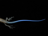 A Five Lined Skink, Eumeces Fasciatus