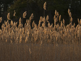 Buy A Field of Sea Oats at AllPosters.com