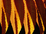 Buy Close Up of Backlit Staghorn Sumac Leaves in Autumn Hues at AllPosters.com