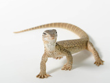 A Gould's Monitor Lizard, Varanus Gouldii