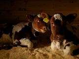 Norwegian Red Cows Nap on a Mat at a Small Dairy Co-Op