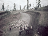Buy Chilean Ranchers Herd their Sheep from Pastures to Corrals at AllPosters.com