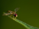 Buy Close-Up of a Hover Fly Resting on a Leaf at AllPosters.com