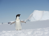 An Adelie Penguin, Pygoscelis Adeliae, on Fast Ice in the Weddell Sea