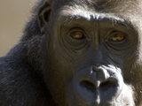 Close Up of the Face of a Gorilla, Gorilla Species