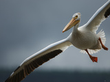 Buy An American White Pelican Sails Above the Slave River at AllPosters.com