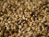 Coffee Beans Drying in the Sun
